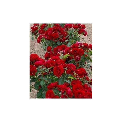 Róża rabatowa CZERWONA  art. nr 495